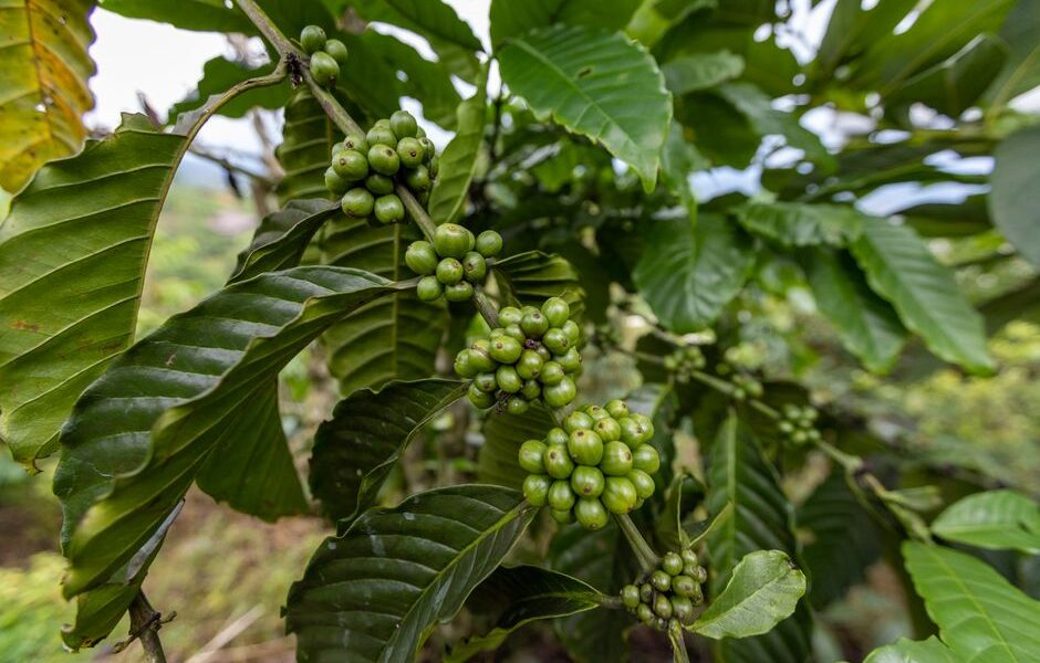 Bønner fra Guatemala: En Smakfull Reise til Kaffeens Hjerte