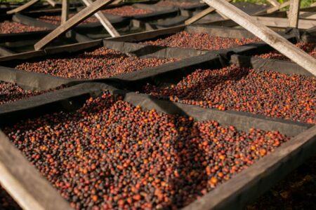 Bønner fra Kenya: En Reise Gjennom Kaffeparadiset