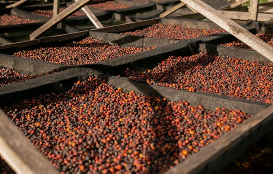 Bønner fra Kenya: En Reise Gjennom Kaffeparadiset