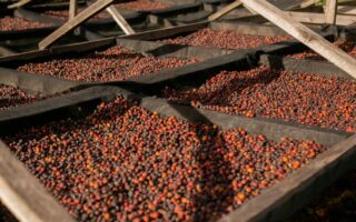 Oppdag Bønner fra Rwanda: Kvalitet og Smak